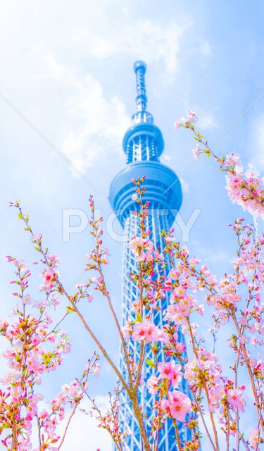写真のタイトルが入ります