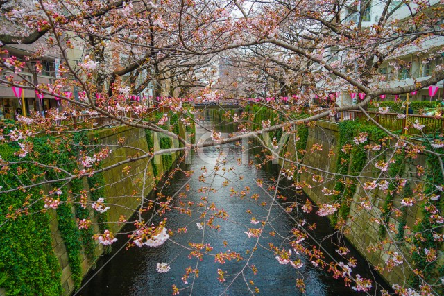 写真のタイトルが入ります
