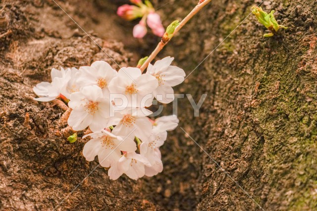 写真のタイトルが入ります