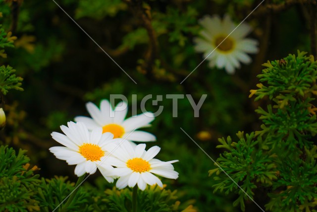 写真のタイトルが入ります