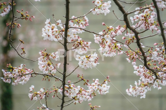 写真のタイトルが入ります