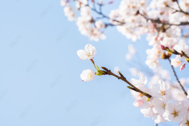 写真のタイトルが入ります