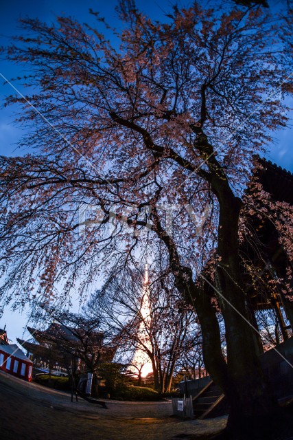 増上寺の桜の木から見える東京タワー