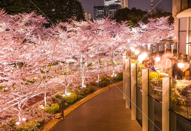 東京ミッドタウンの桜（満開）