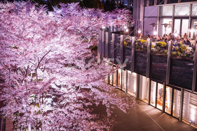 東京ミッドタウンの桜（満開）