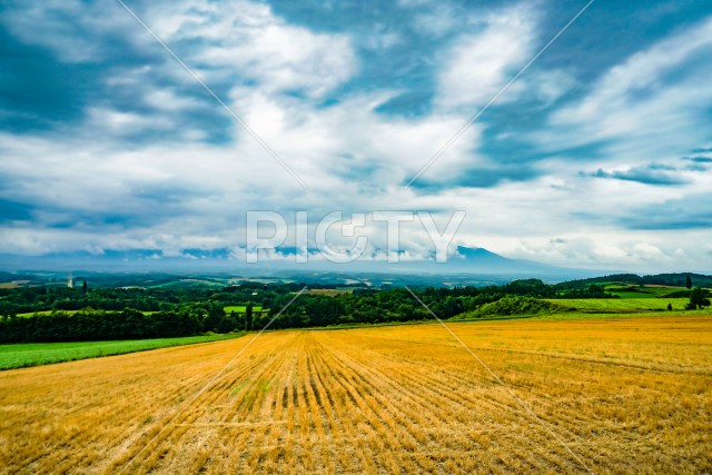 写真のタイトルが入ります