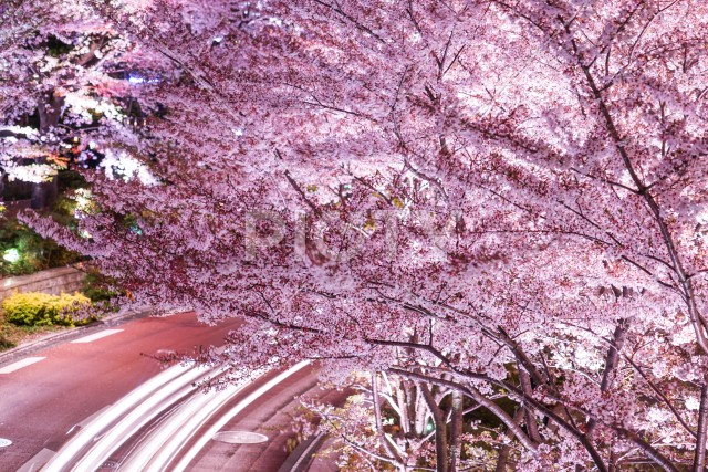 写真のタイトルが入ります