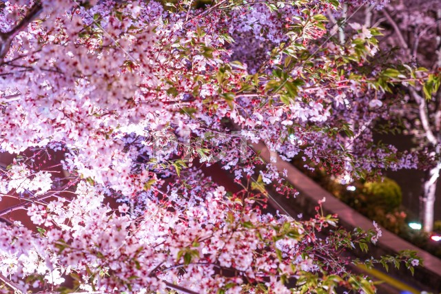 写真のタイトルが入ります
