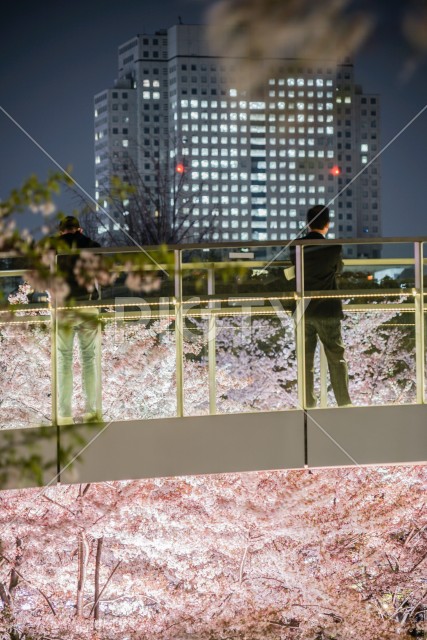 写真のタイトルが入ります
