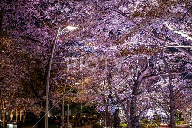 写真のタイトルが入ります