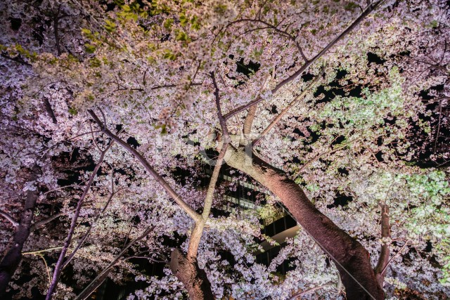 東京ミッドタウンの桜（散り始め）