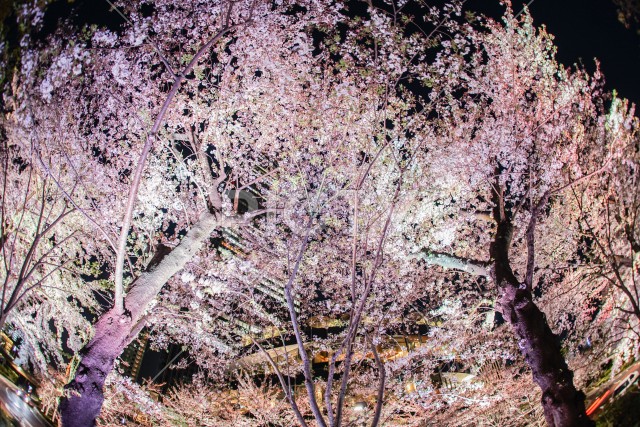 写真のタイトルが入ります