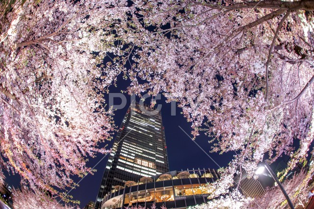 桜と東京ミッドタウン
