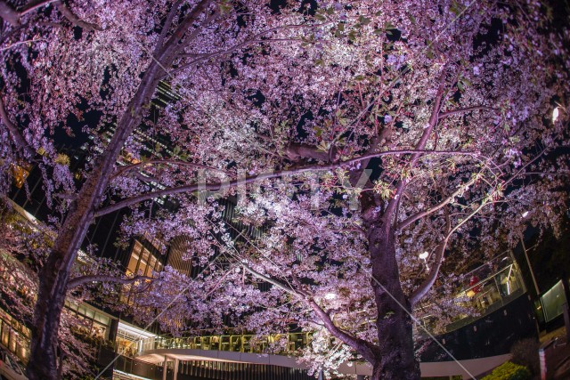 写真のタイトルが入ります