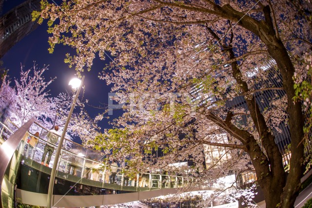 桜と東京ミッドタウン