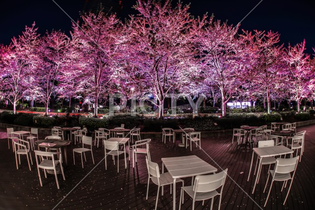 東京ミッドタウンの夜桜