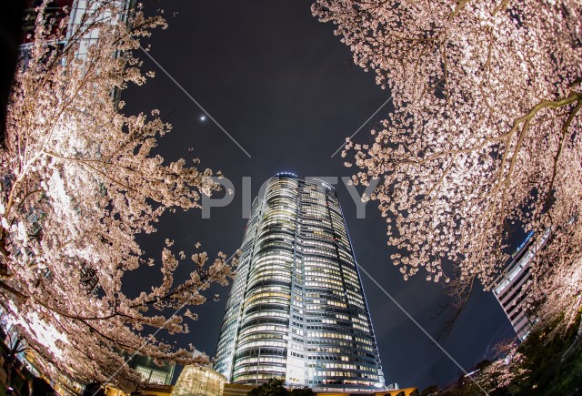 毛利庭園の夜桜と六本木ヒルズ