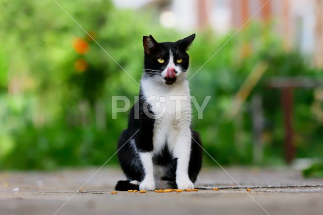 野良猫