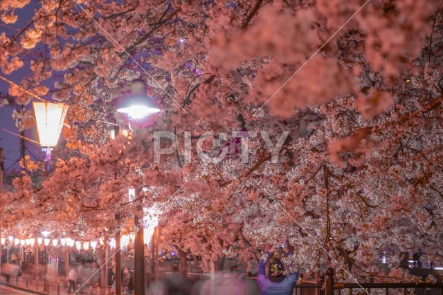 写真のタイトルが入ります