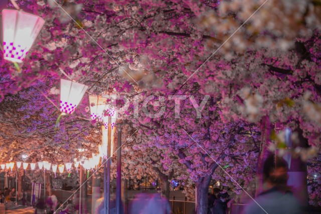 写真のタイトルが入ります