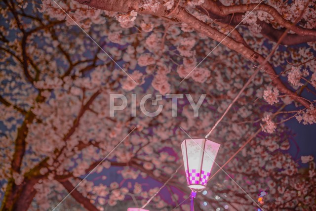 夜桜と日本提灯のイメージ