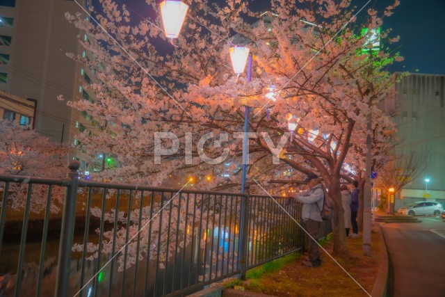 夜桜と日本提灯のイメージ