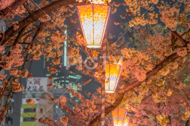 夜桜と日本提灯のイメージ