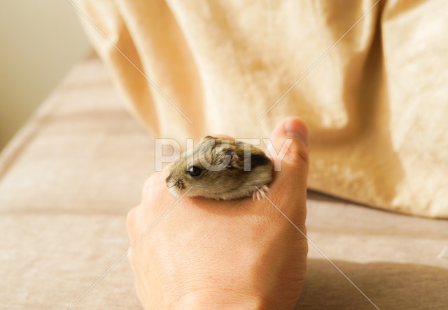 写真のタイトルが入ります