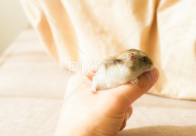 写真のタイトルが入ります