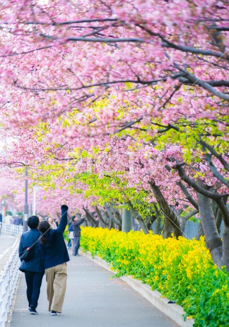 写真のタイトルが入ります