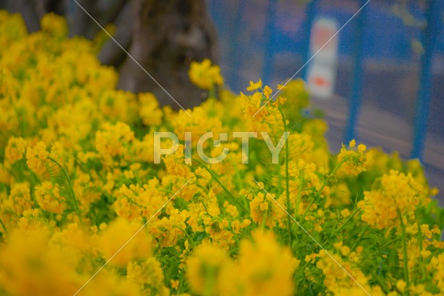 三浦海岸の河津桜と菜の花