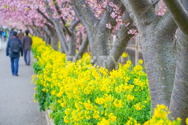 三浦海岸の河津桜と菜の花