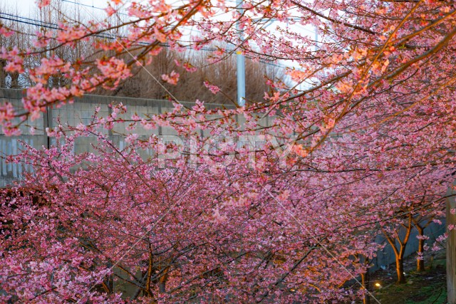 写真のタイトルが入ります