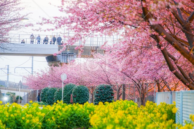 三浦海岸の河津桜と菜の花