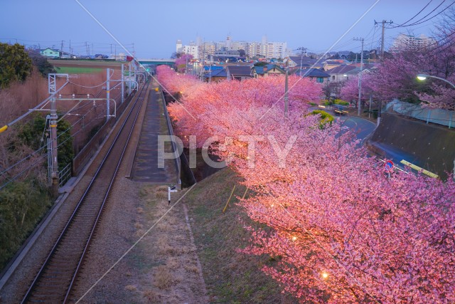 三浦海岸の河津桜と線路