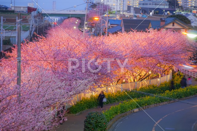写真のタイトルが入ります