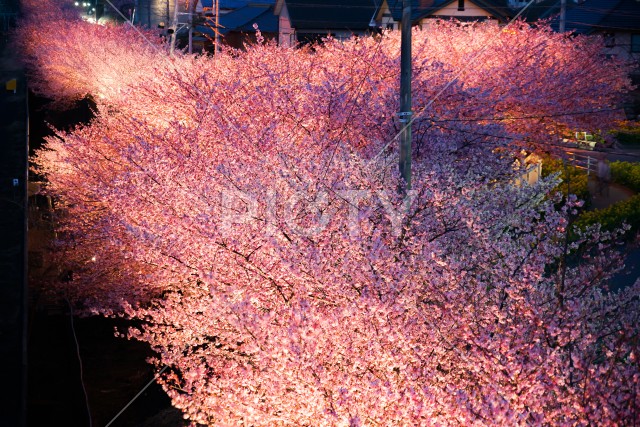 写真のタイトルが入ります