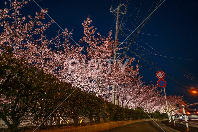 三浦海岸の河津桜