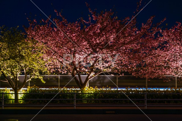 写真のタイトルが入ります