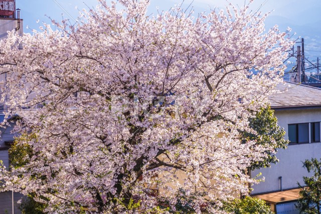 写真のタイトルが入ります