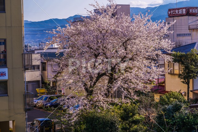 春の山北駅（神奈川県足柄上郡）