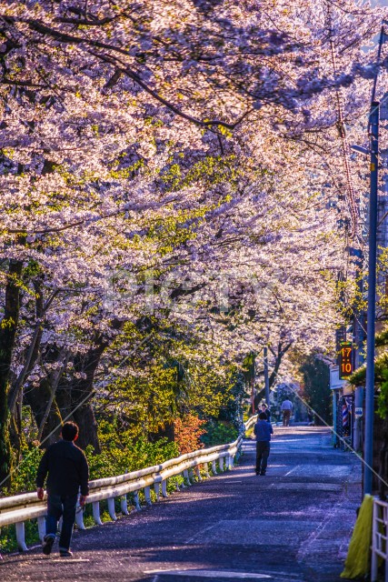 春の山北駅（神奈川県足柄上郡）