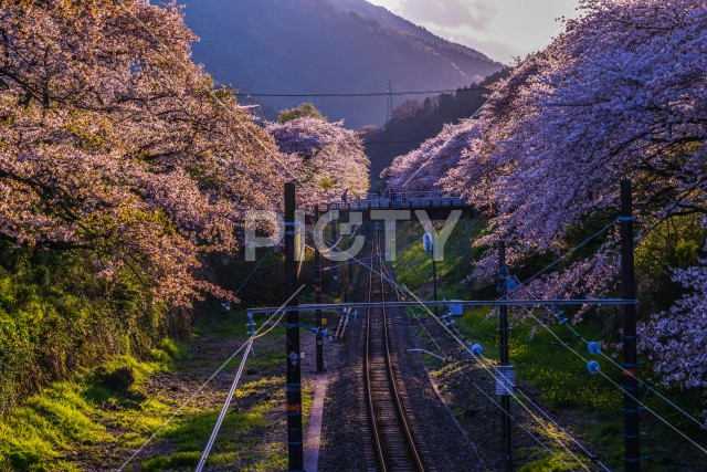 写真のタイトルが入ります