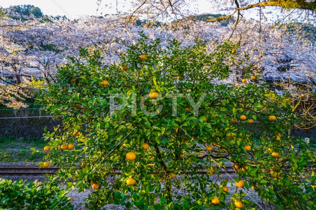 春の山北駅（神奈川県足柄上郡）