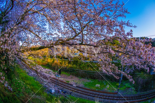 春の山北駅（神奈川県足柄上郡）