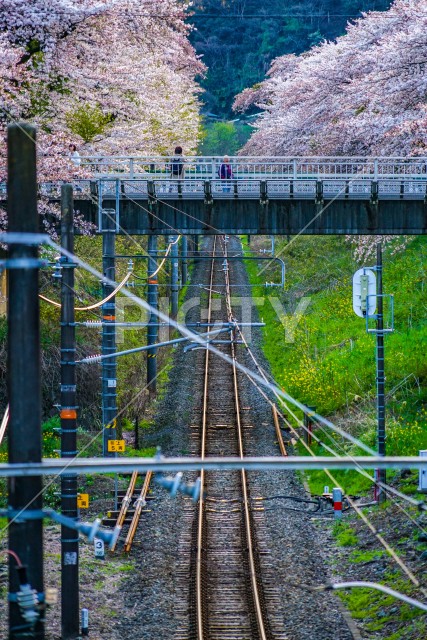 写真のタイトルが入ります