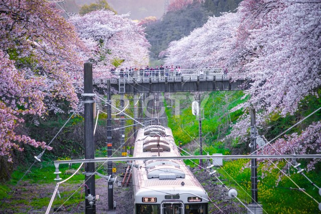 写真のタイトルが入ります