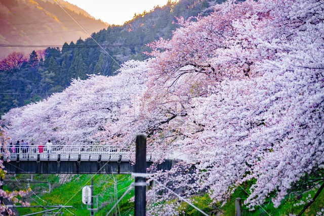 春の山北駅（神奈川県足柄上郡）