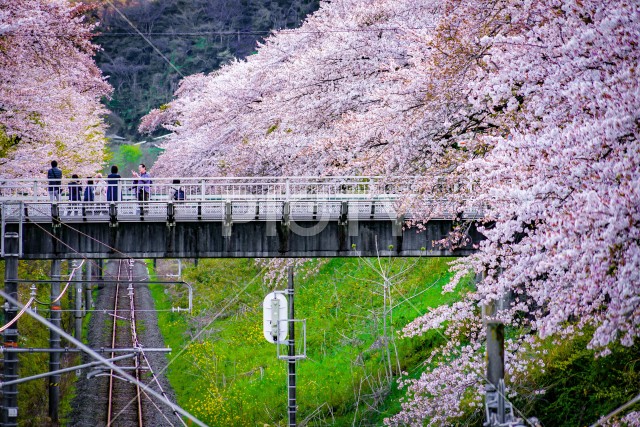 写真のタイトルが入ります