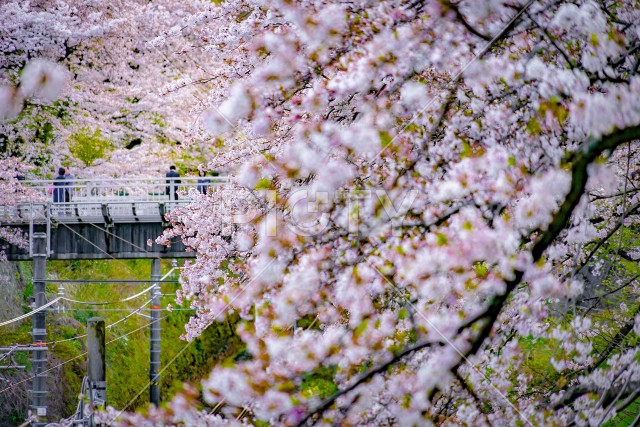 春の山北駅（神奈川県足柄上郡）